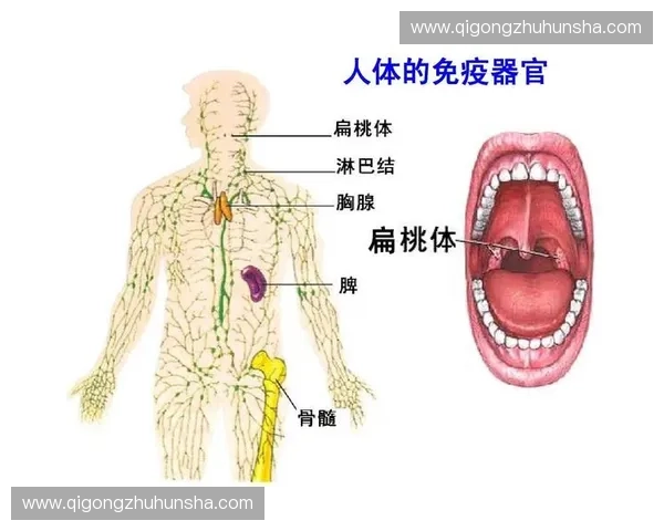 守门反应在人体免疫防御中的机制与应用研究